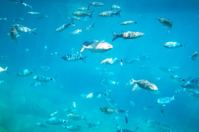 1-Hour Guided Semi-Submarine Tour to Isola Bella - Price and Time: Is $46.13 a Good Deal?