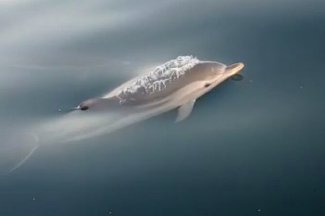 2.5 Hours Sunset Boat Tour in Search of Dolphins - Who should book this dolphin sunset cruise