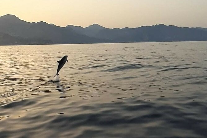 2.5 Hours Sunset Boat Tour in Search of Dolphins - The dolphin search + swim stop: how to make the most of the main segment