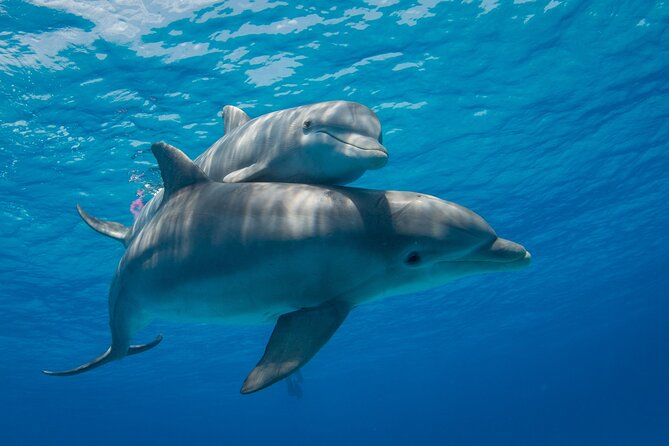 2-Hour Dolphin Sunset Tour from Giardini Naxos - Giardini Naxos at 6 pm: why this timing feels right