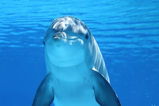 2-Hour Dolphin Sunset Tour from Giardini Naxos - From Via Schisò to the port: how to not lose time