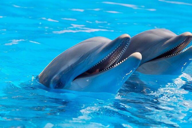 2-Hour Dolphin Sunset Tour from Giardini Naxos - The onboard vibe: snacks, spritz, and “what that means”