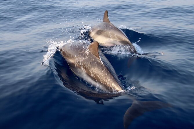2-Hour Private Dolphin Watching Activity in Taormina - Key Highlights You’ll Care About