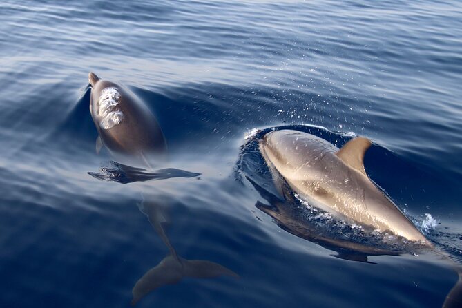 2-Hour Private Dolphin Watching Activity in Taormina - Meeting Point in Giardini Naxos: What the Start Feels Like