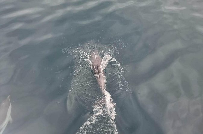 2-Hour Private Dolphin Watching Activity in Taormina - Prosecco Aperitif + Snacks: Small Inclusions That Actually Matter