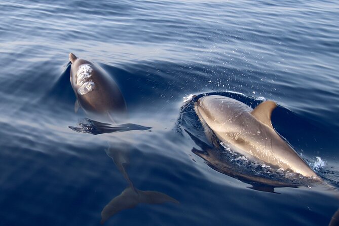 2-Hour Private Dolphin Watching Activity in Taormina - Isola Bella Stop: What You Can Expect