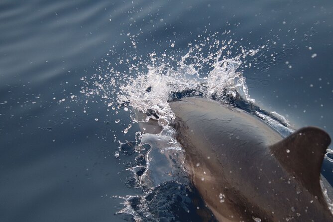 2-Hour Private Dolphin Watching Activity in Taormina - Why Snorkeling Gear and Towels Are Included