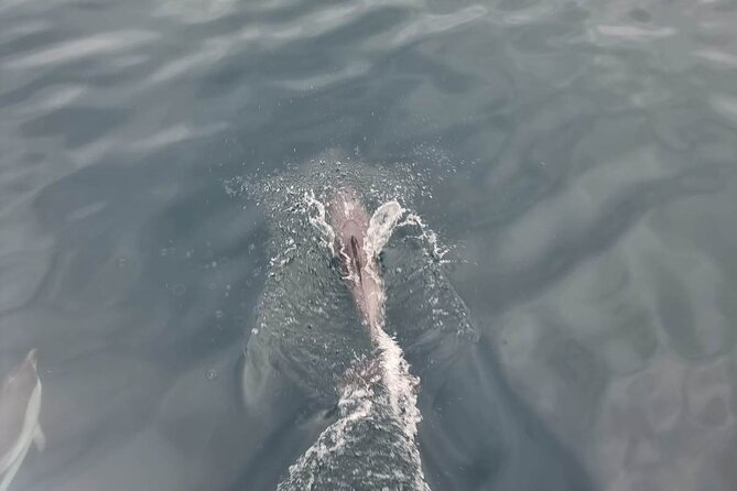 2-Hour Private Dolphin Watching Activity in Taormina - Price and Value: About $118 Per Person