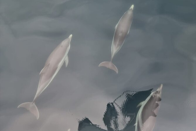 2-Hour Private Dolphin Watching Activity in Taormina - Aboard the Boat: The Private 2-Hour Flow