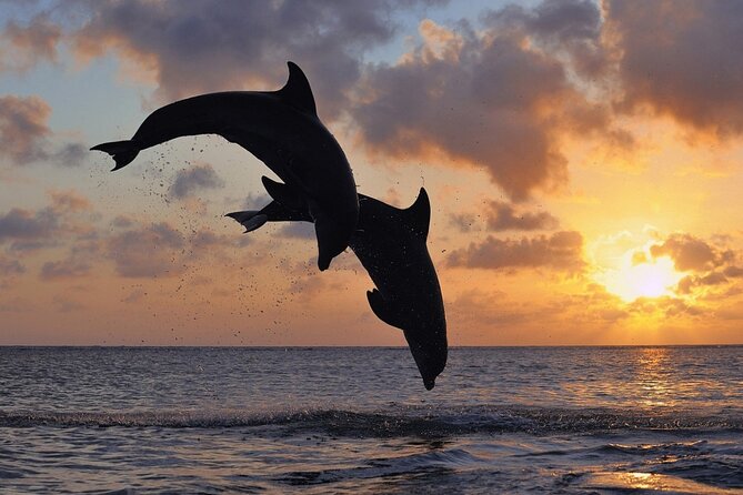 3-Hour Dolphin watching at sunset with aperitif - Key highlights you should know