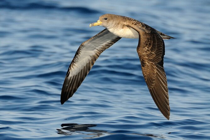 3-Hour Dolphin watching at sunset with aperitif - Logistics that help you avoid stress: where to meet and what to bring