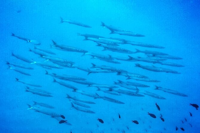 3-Hour Try Scuba Private Guided Sea Baptism from Palermo - Try Scuba Basics: what happens during the 3 hours