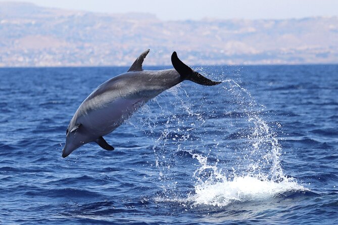 4 Hours Dolphin Watching Tour in Porto Empedocle - Open-sea search: calm-sea conditions and what you might actually see