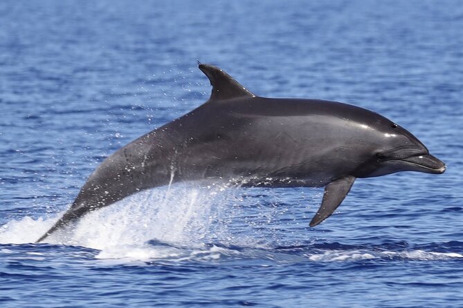 4 Hours Dolphin Watching Tour in Porto Empedocle - The possible swim in a summer cove: when it happens and what to prepare