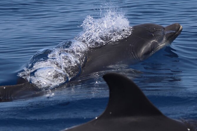 4 Hours Dolphin Watching Tour in Porto Empedocle - Price and value: is $165.61 worth it?