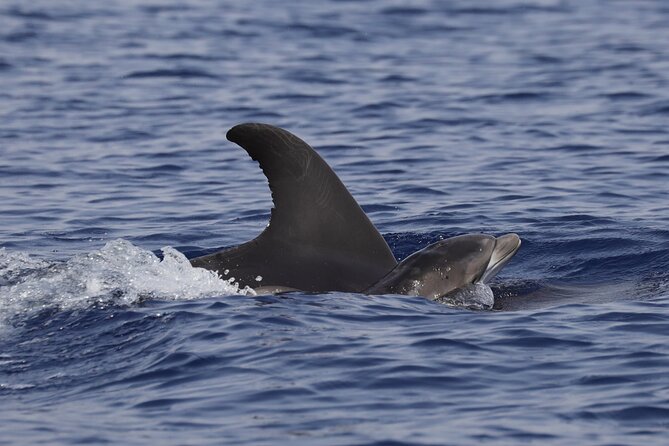 4 Hours Dolphin Watching Tour in Porto Empedocle - Weather rules and last-minute changes: how to stay flexible
