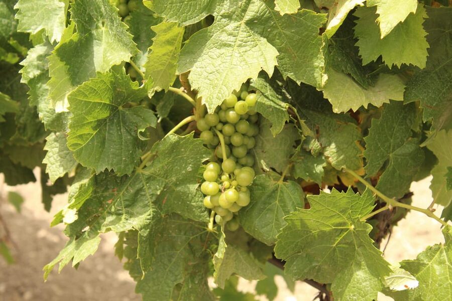 Agrigento: Wine tasting and walk in the vineyards. - The 5-Wine Tasting: How the Samples Fit Together