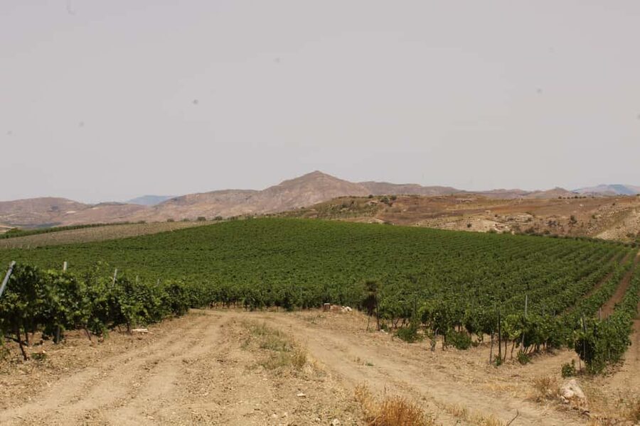 Agrigento: Wine tasting and walk in the vineyards. - Sicilian Food Pairing: The Platter That Makes the Wine Taste Better