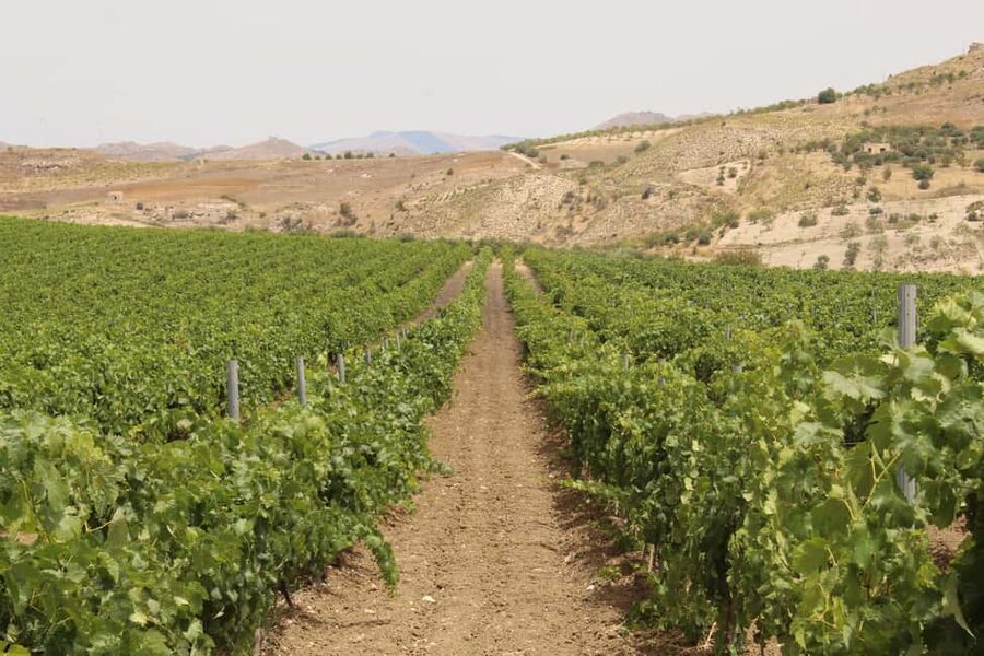 Agrigento: Wine tasting and walk in the vineyards. - Price and Value: Is $105 Worth It?