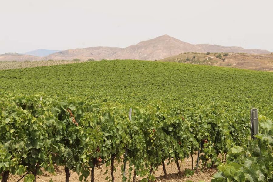 Agrigento: Wine tasting and walk in the vineyards. - Who This Tour Fits Best (and Who Might Want Something Else)