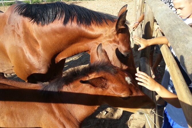 Alcamo Farm Animals and Aromatic Garden - Meeting point and evening hours you should plan around