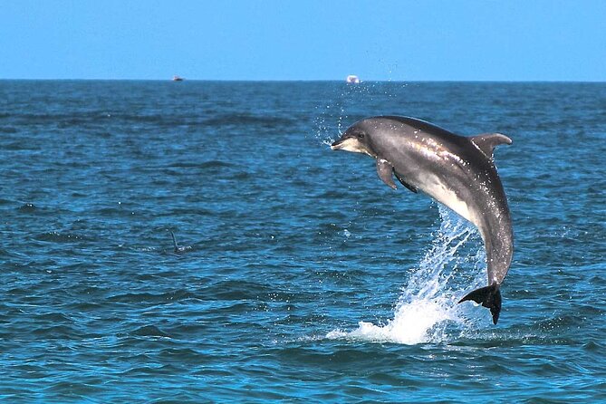 Aperitif in Luxury Private Tour - Marine Wildlife: How to Actually Make This a Thing