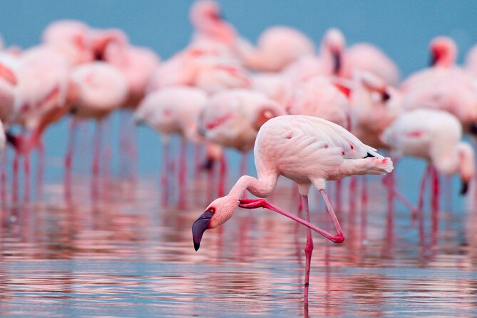 Birdwatching at Saline Maria Stella in Trapani - Key points to know before you go