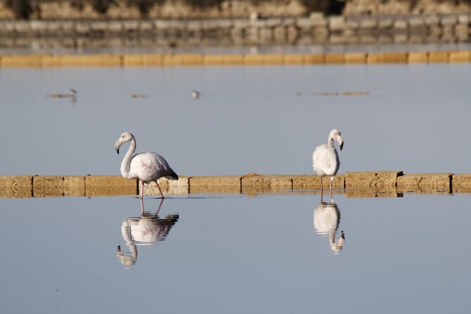 Birdwatching at Saline Maria Stella in Trapani - Why Saline Maria Stella is a birdwatching win near Trapani