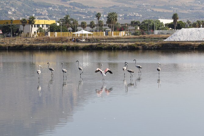 Birdwatching at Saline Maria Stella in Trapani - Salt tasting: a quick Sicilian food lesson you might not expect