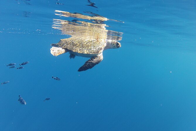 Boat Snorkeling with Aperitif on Board at Sunset - Price and Value: Is $108.84 Worth It?