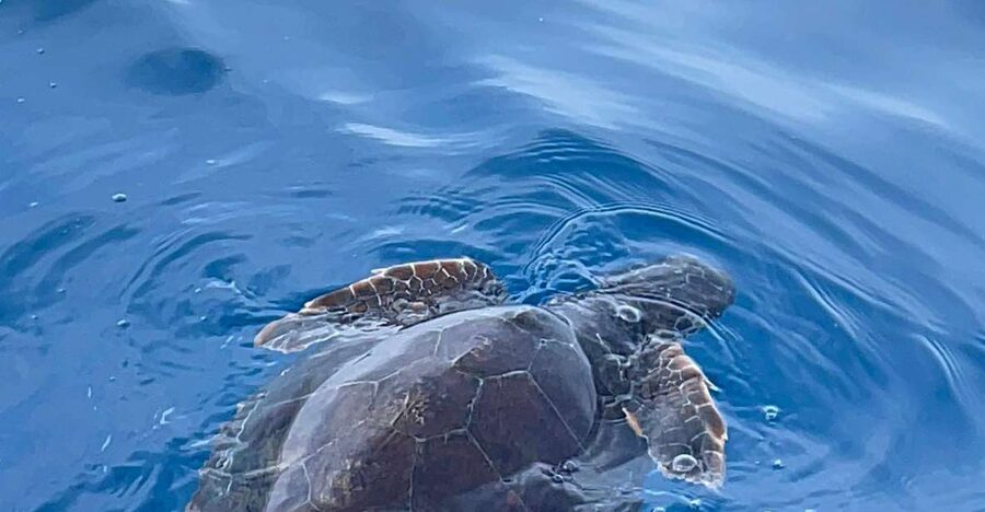 boat tour exploring and searching for dolphins in Acitrezza - Hunting for dolphins at Aci Trezza: what the 6:30pm timing does for you