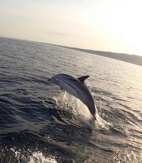 boat tour exploring and searching for dolphins in Acitrezza - From the centenary port: where you start and how the vibe feels