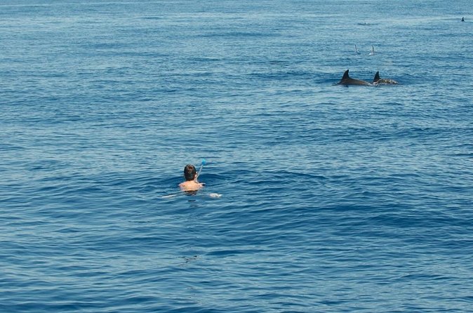 Boat tour with dolphin sighting - Price and value for a group of up to 7
