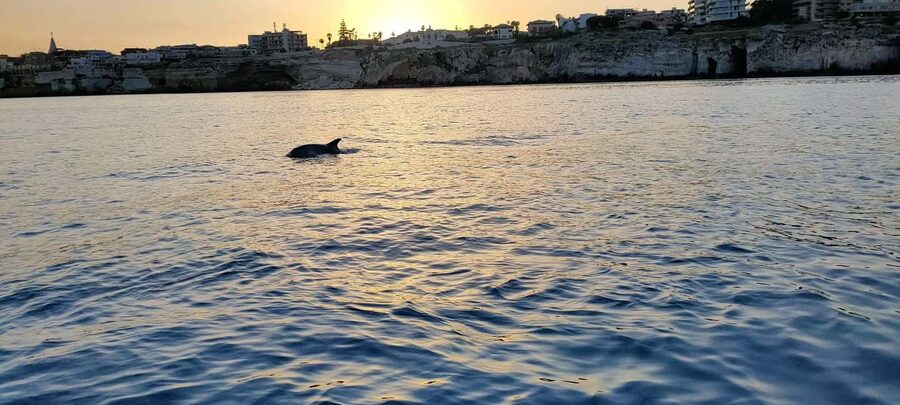 Boat Tour with Lunch on board - Key highlights to look for