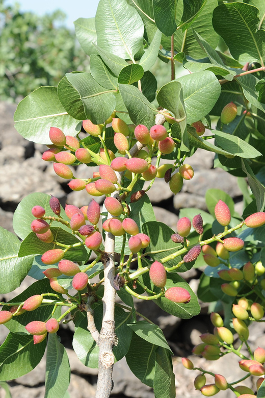 Bronte: Tour e degustazione nelle piantagioni di pistacchi - Bronte Pistachios: What makes this Sicilian variety matter