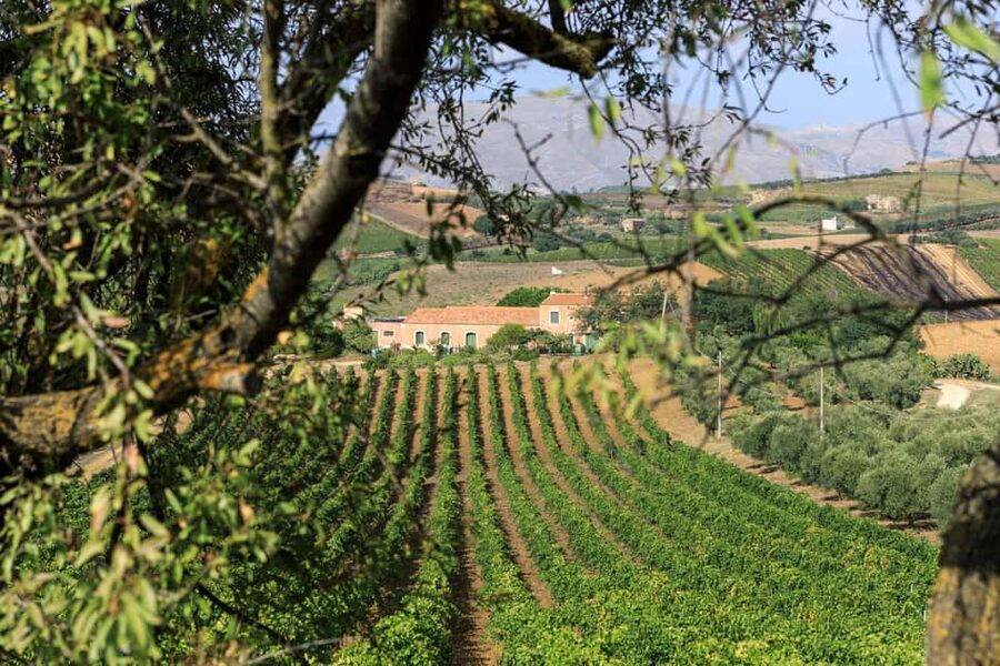 Camporeale: Sallier de La Tour Wine Discovery Tour - Camporeale’s Tenuta Sallier de La Tour: plan your arrival