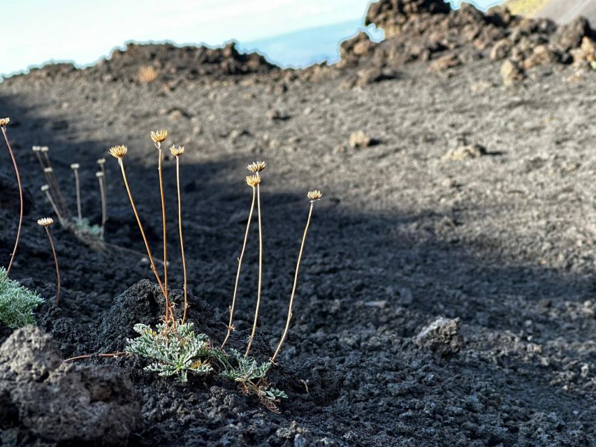 Catania: Etna Morning or Sunset Trek with Lava Tunnel & Gear - Morning vs Sunset on Etna: choosing the light and the wind
