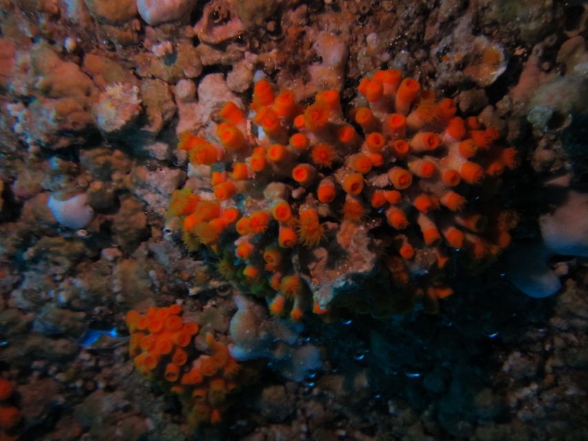 Catania: Gulf Scuba Diving Tour with Marine Biologist - Who should book this tour (and who should skip it)