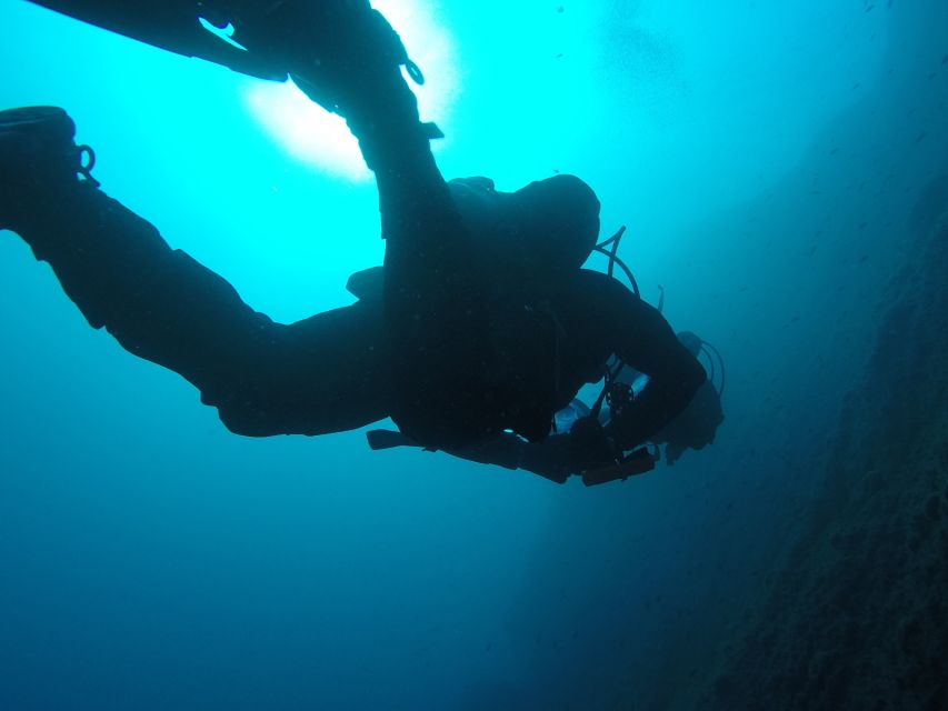 Catania: Gulf Scuba Diving Tour with Marine Biologist - What You Can See: bream, octopus, sponges, gorgonians, and more