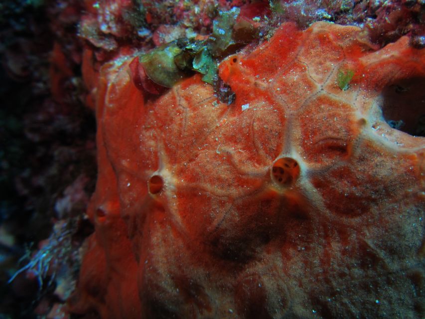 Catania: Gulf Scuba Diving Tour with Marine Biologist - Time on the Water: how the 3.5 hours typically feels
