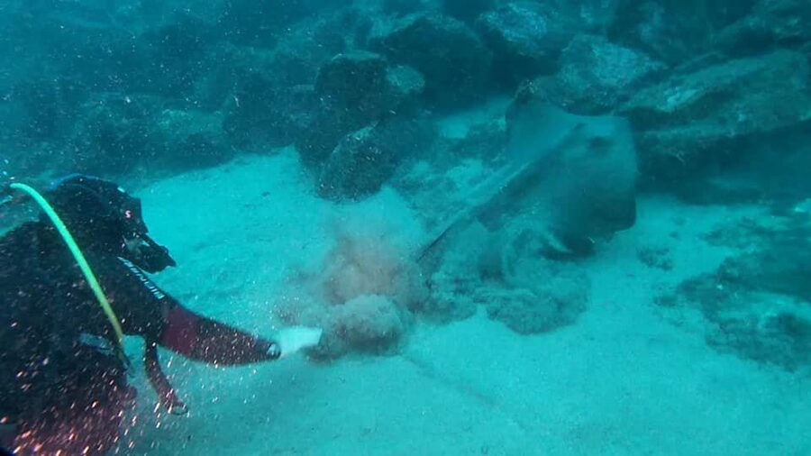 Catania: Gulf Scuba Diving Tour with Marine Biologist - Price and Value for a Marine Biologist Scuba Experience