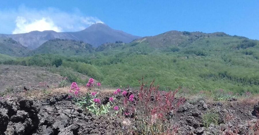 Catania: Mount Etna Sunset Tour and Etna Doc Wine - Price and Value: Does $79.30 for 5 Hours Make Sense?