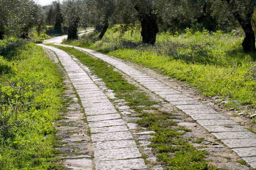 Catania: Pozzo di Gaspare Farm Guided Tour with Tastings - How the Farm Grows Blood Oranges, Almonds, and EVO Olives