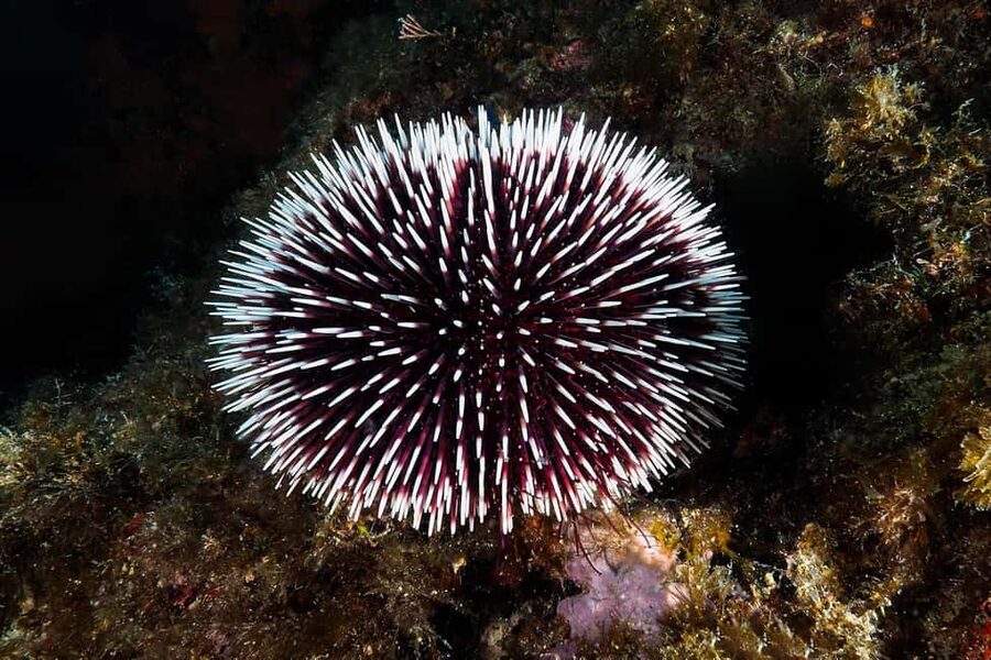 Catania: Scuba Diving Experience - Key Points to Know Before You Go