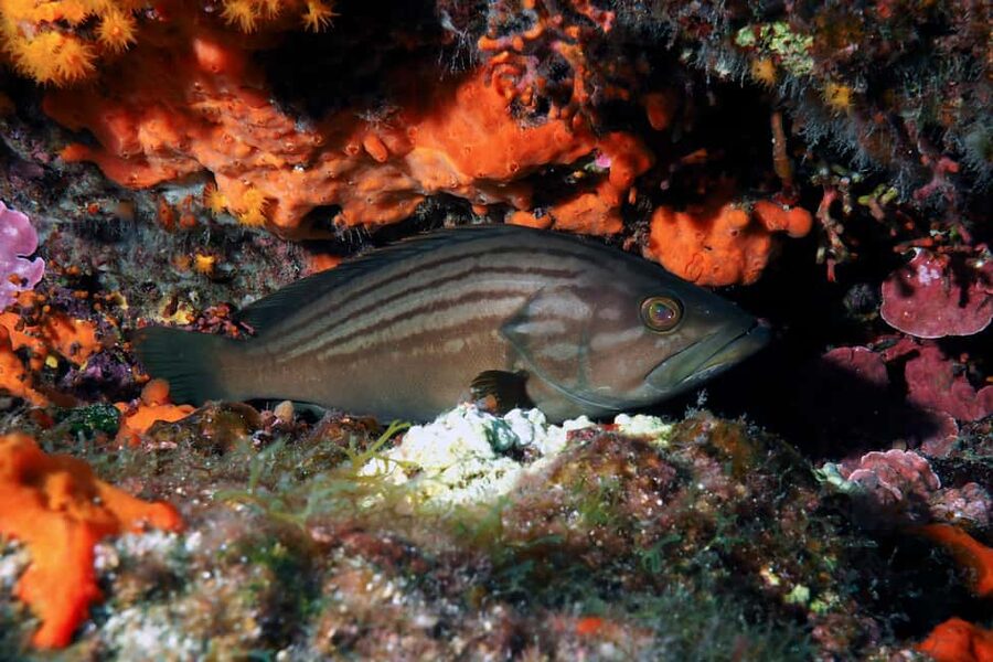 Catania: Scuba Diving Experience - First Breath in the Blue: Why This 5-Meter Catania Session Works