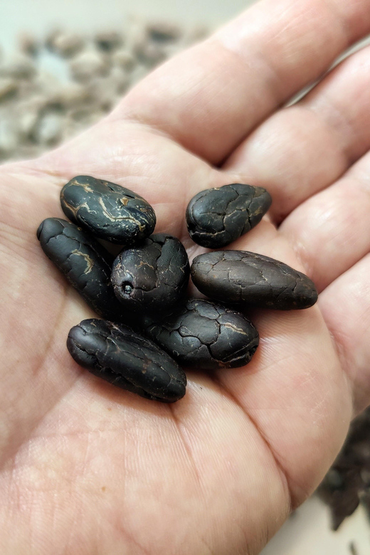 Chocolatier for a day: raw bean to bar chocolate in Modica - Picking cacao beans: quality decisions you can taste