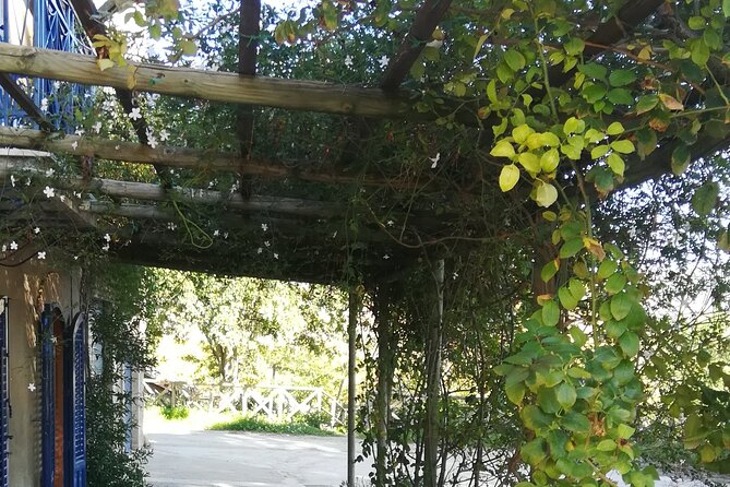 Cooking Class in a Sicilian countryhouse - Lunch Under Olive Trees With the Sea in View