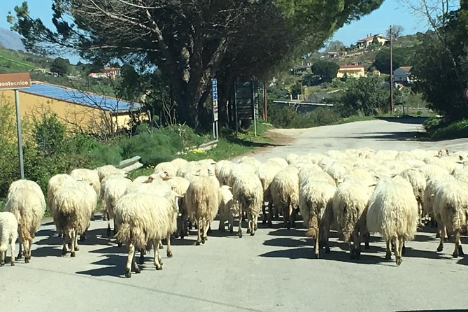 Daily Biking in the Rural Sicily - Trading Palermo Traffic for Quiet Rural Roads