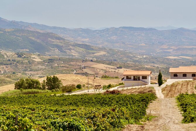 Di Giovanna Winery Tour & 5 Wine Tasting - Inside the Di Giovanna Winery: vineyards, cellar, and the production story