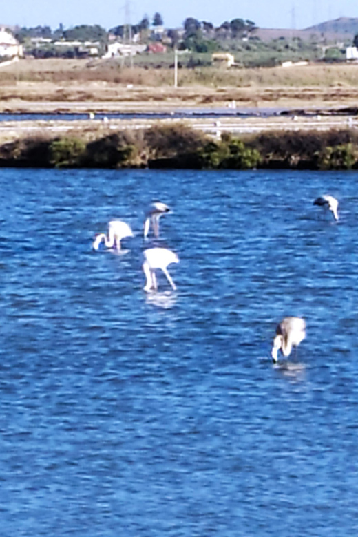 Discover Trapani's Saltpans with an E-Bike Tour - Price and value: what $67.97 buys you in real terms